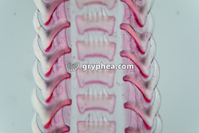Radula de Buccin x25 - gryphea.org